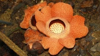 Twin blooming rafflesia rare [upl. by Peatroy]