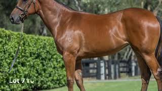 Lot 710 MMS2019 Fastnet Rock  Keep On Singing [upl. by Kira]