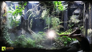 I Found a Surprising Lizard Born in My Giant Rainforest Vivarium [upl. by Ayoted542]