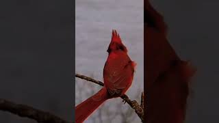 Cardinalis Documentary Cardinalis [upl. by Clive]