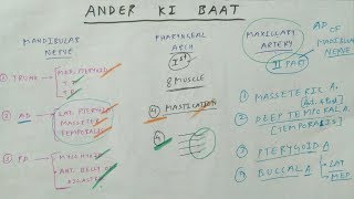 ANDER KI BAAT  Mandibular nerve  Pharyngeal arch  Maxillary artery [upl. by Stilu]