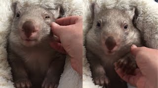 OMG You Wont Believe How Cute These Wombats Are 19 [upl. by Gav]