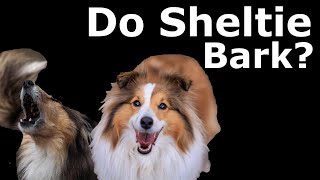 Sheltie Barking Sound Effect  Sheltie Dog Barking [upl. by Desdemona]