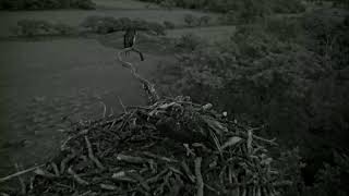 Bywyd Gwyllt Glaslyn Wildlife  Ffrwd Byw  Live Stream [upl. by Yousuf904]