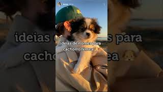 ideias para nomes de cachorro fêmea [upl. by Etem]