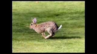 David quotStringbeanquot Akeman  Run Rabbit Run [upl. by Atled]