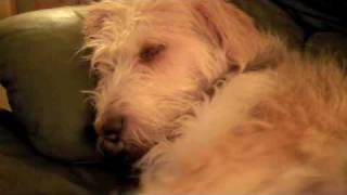 Rocky the Otterhound Snoozy evenings [upl. by Adlemy]