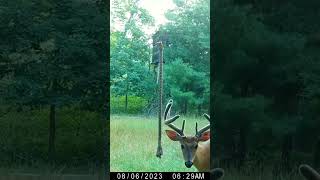 Velvet bucks on the HempScent Rope… who’s ready deerhunting whitetaildeer mockscrape deer [upl. by Cogen]