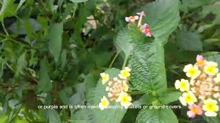 Botanical Name  Lantana camara L [upl. by Anaiad]