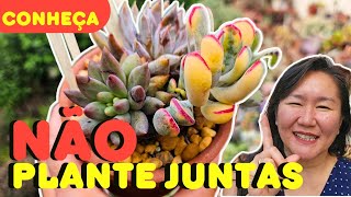 NÃO PLANTE ESSAS SUCULENTAS JUNTAS MISTURAS QUE DÃO E QUE NÃO DÃO CERTO [upl. by Cortney]