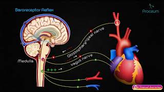 Mean Arterial Pressure  CVS Physiology [upl. by Anairuy]