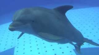 Zoomarine Nascimento Golfinho  Dolphin Birth [upl. by Grand]