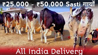 HF cows for sale  All India Delivery  All India se 25000  50000 sasti गाय  Best Cows Guaranteed [upl. by Weinshienk]