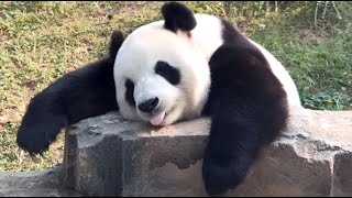 🐼 Panda Funny Moment Videos Compilation [upl. by Ailhad]