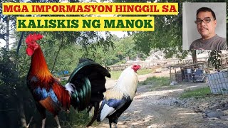 MGA IMPORMASYON HINGGIL SA KALISKIS NG MANOK [upl. by Orrin]