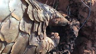 Sighting of a Pangolin eating [upl. by Bertie928]