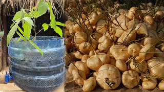 Great technique for grafting Jicama growing fast with carrot and eggs  how to grow jicama [upl. by Cummings]