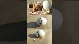 Baby Chick Hatching  Egg Hatching  Dr ARSHAD [upl. by Atterbury]