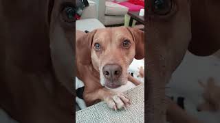 News to Copper 👀 dog dogshorts pets beaglemix [upl. by Osborn879]