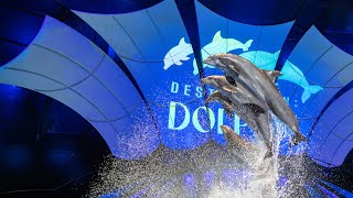 Experience the Magic Stunning Dolphin Show Highlights You Wont Want to Miss 4K video [upl. by Shalom240]