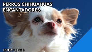 MIRA ESTOS PERRITOS CHIHUAHUAS PRECIOSOSTe encantarán [upl. by Eekcaj58]