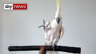 This cockatoo sure can dance [upl. by Verene]