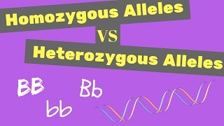 Homozygous vs Heterozygous Alleles  Punnet Square Tips [upl. by Elvia39]