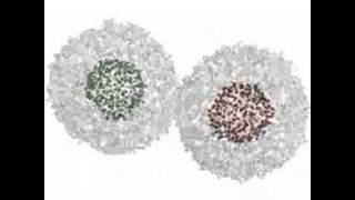 Lipid Vesicle Fusion Simulation from Foldinghome [upl. by Shotton]