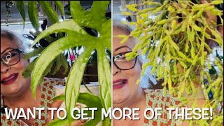 ANTHURIUM RHIPSALIS and CEROPEGIA COLLECTIONS Care tips and plant information🪴S1E28 [upl. by Eiramannod]