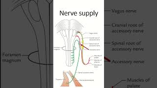 Sternocleidomastoid youtubeshort anatomy [upl. by Steffane]