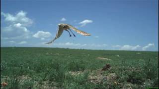 Colorado Burrowing Owls Timelapse Video [upl. by Ever]