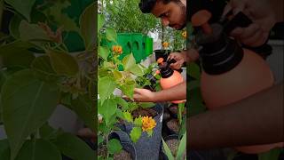 इस दवाई से पौधों में कभी रोग नहीं लगेगा ✅ youtubeshorts gardening shorts [upl. by Jerrylee]