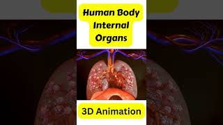 Human Body Internal Organs 3d Animation LargeSmall intestineHuman Anatomyhuman science for kids [upl. by Faustine]