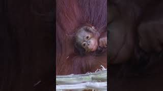 Worlds Cutest Baby Orangutan [upl. by Anrahc]