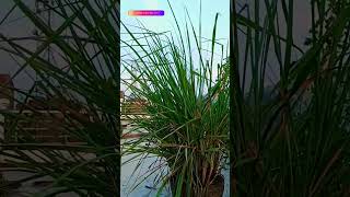 lemon grass cymbopogon plant [upl. by Jinny]