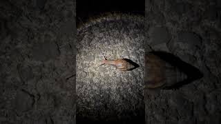 Giant African land snail Kauai [upl. by Clarisse]