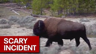 Woman gored by bison at Yellowstone National Park [upl. by Nayra]