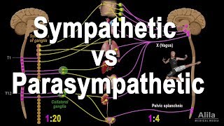 Autonomic Nervous System Sympathetic vs Parasympathetic Animation [upl. by Noicpesnoc]