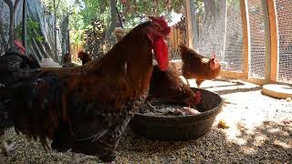 Backyard Chickens Eating Food Scraps Sounds Noises Hens Clucking Roosters Crowing Continuous [upl. by Ahtanaram924]