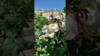 Rundale Palace Latvia rundale palace rosebloom [upl. by Roel]