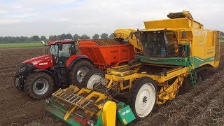 Aardappels rooien  Potato harvest  Loonbedrijf Rovers Boekel  Ploeger AR4BX  Case optum [upl. by Tehcac]