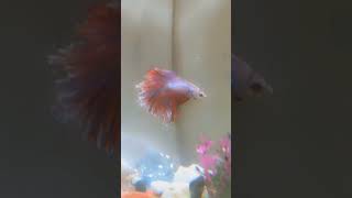 fishbowl bettafishlove fish fishvideo bettausa fishtank [upl. by Marice]