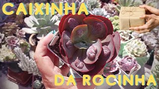 Suculentas da Rocinha  Plantas novas pra nossa coleção ❤️ [upl. by Yerot]