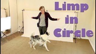 Limp in a Circle  Dog Tricks Training [upl. by Kale]