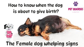 How to know when the dog is about to give birth  The female dog whelping signs  petqueries [upl. by Westfahl]