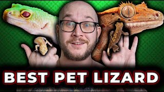 Leopard Gecko Vs Crested Gecko  Which is The Best Pet Lizard [upl. by Ahtaga]