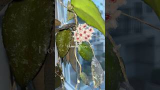 My Hoya caudata Sumatra finally bloomed plants hoya houseplants indoorplants [upl. by Duma]