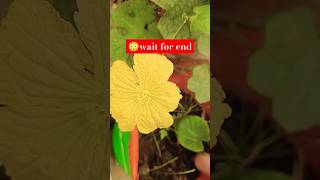 😂 November winter vegitable update gardening garden plants shortsfeed trending viralvideo [upl. by Killion538]