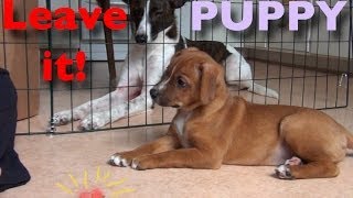 Teach your puppy to Leave It [upl. by Angelique]