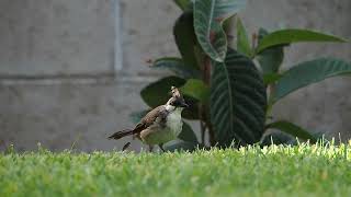 723 Red Whiskered Bulbul [upl. by Aeli]